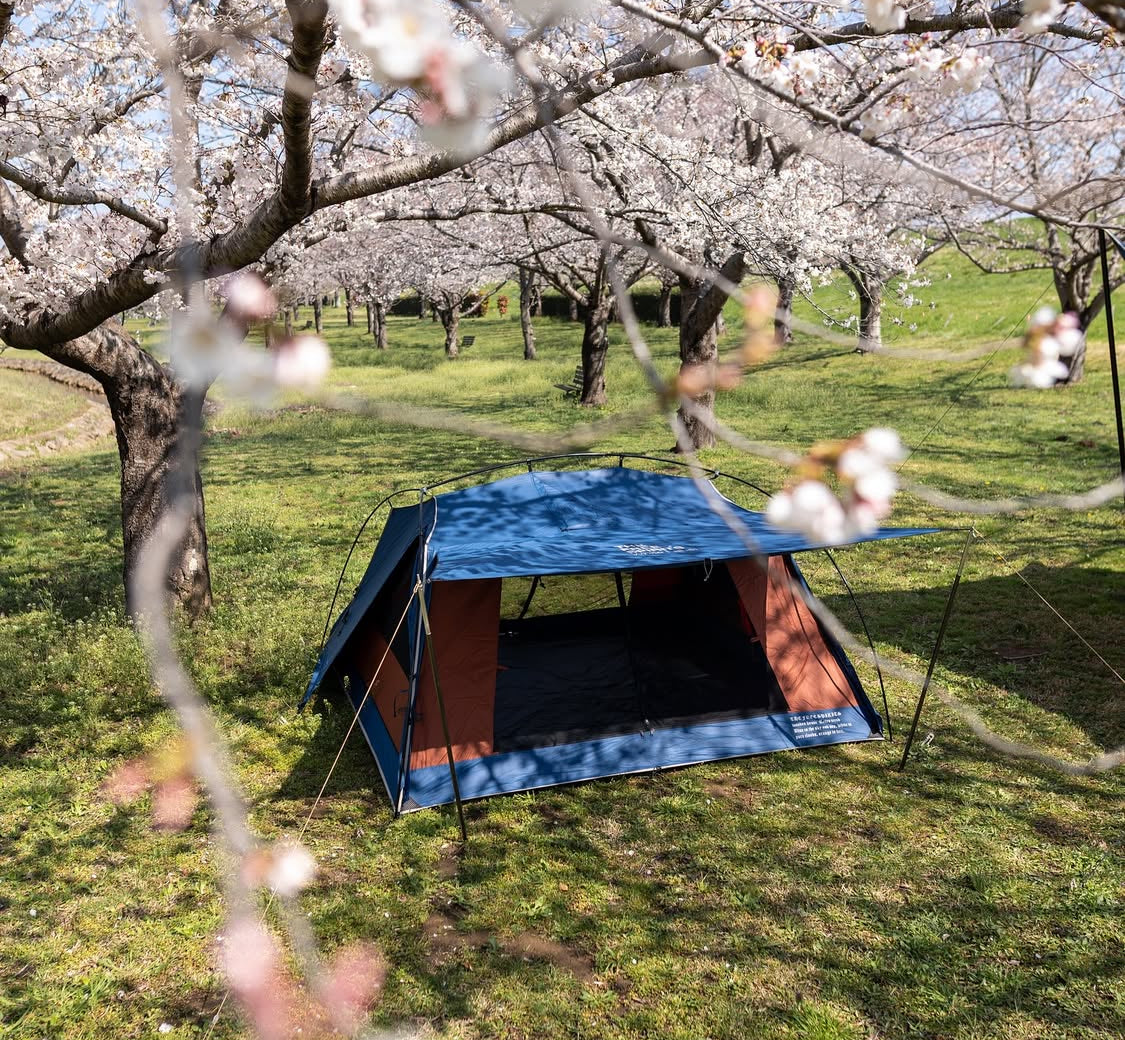 Woodenhouse limited color