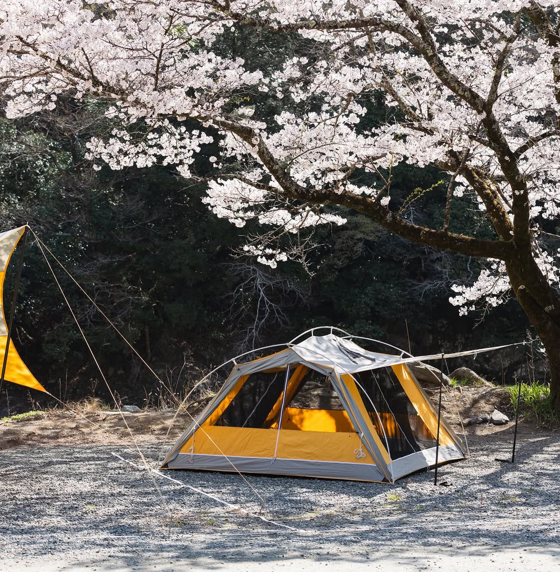 Woodenhouse limited color